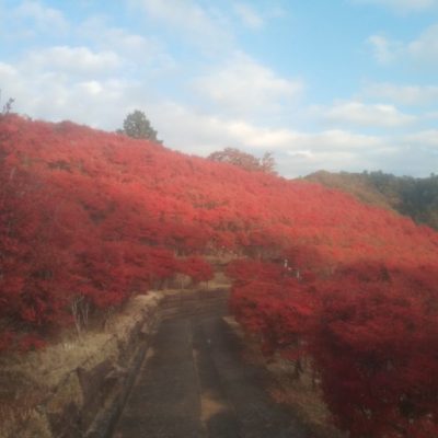 宮ケ瀬湖2025～鳥居原園地