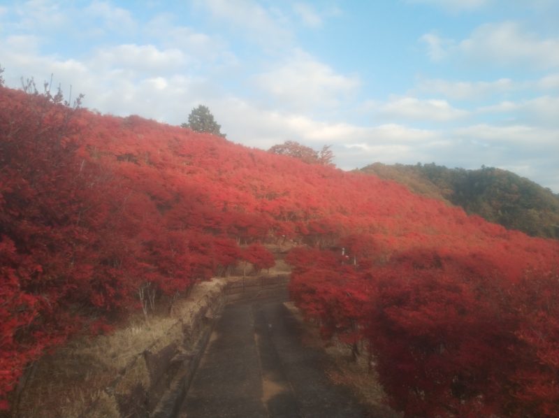 宮ケ瀬湖2025～鳥居原園地