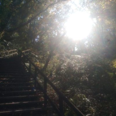 見せてもらおうか、川崎の生田緑地の紅葉とやらを(枡形山広場迄)