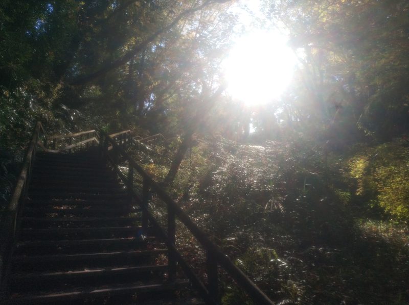 見せてもらおうか、川崎の生田緑地の紅葉とやらを(枡形山広場迄)
