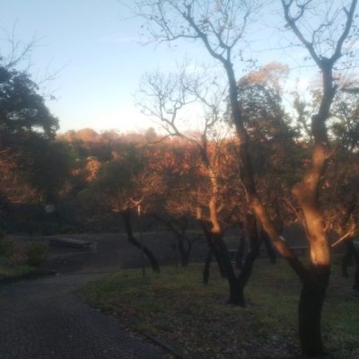 見せてもらおうか、川崎の生田緑地の紅葉とやらを(つつじ山梅園)