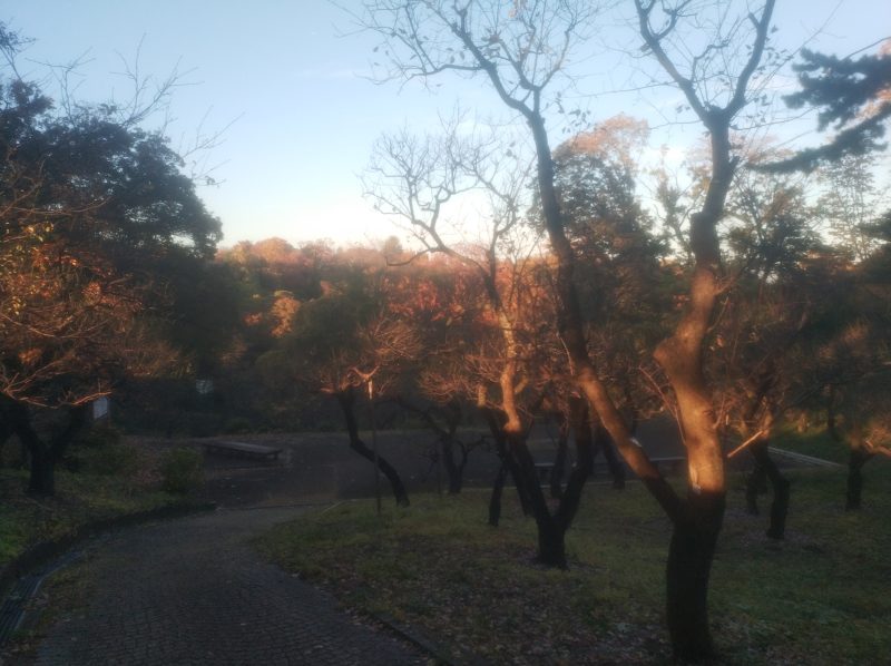 見せてもらおうか、川崎の生田緑地の紅葉とやらを(つつじ山梅園)
