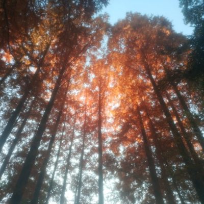 見せてもらおうか、川崎の生田緑地の紅葉とやらを(奥の池、伝統工芸館)