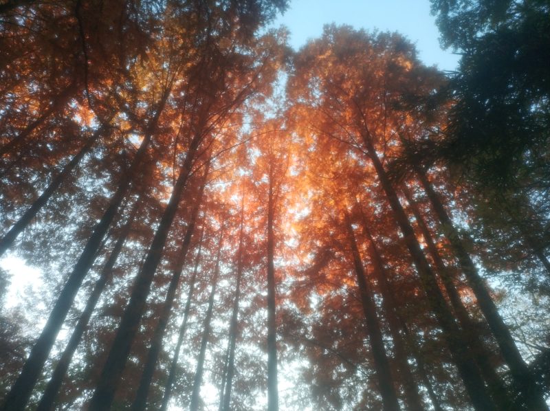 見せてもらおうか、川崎の生田緑地の紅葉とやらを(奥の池、伝統工芸館)