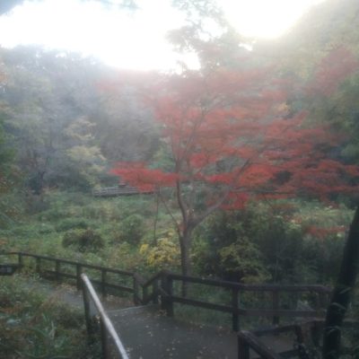 見せてもらおうか、川崎の生田緑地の紅葉とやらを(ホタルの里)