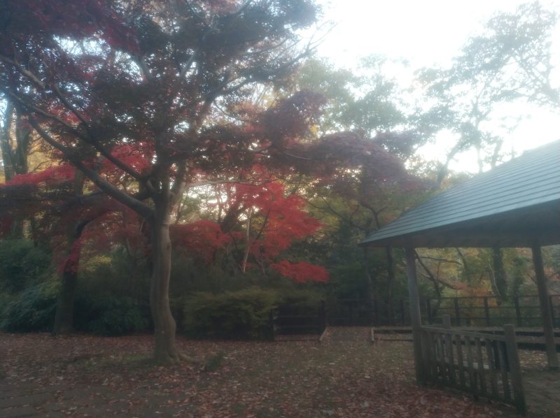 見せてもらおうか、川崎の生田緑地の紅葉とやらを(戸隠し不動尊跡地、ハンノキ林)