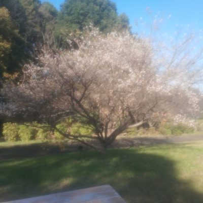 四季の森公園に行きました(展望広場～山の広場)