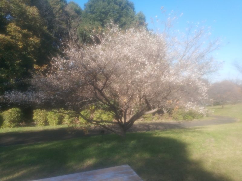 四季の森公園に行きました(展望広場～山の広場)