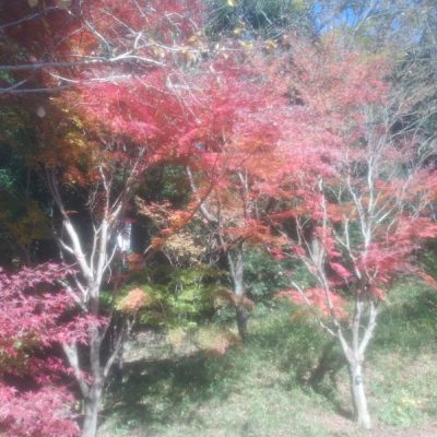 四季の森公園に行きました(遊具広場～北口広場)