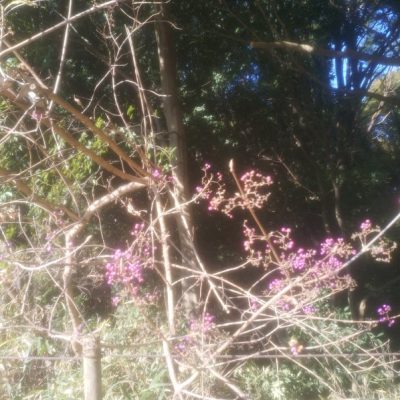 四季の森公園に行きました(あし原湿原～西口広場)