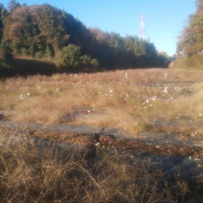 市民の森公園に行きました(矢指～追分)
