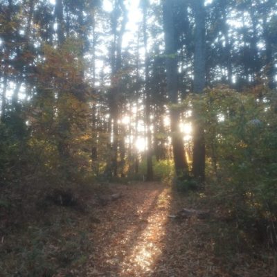 市民の森公園に行きました(上川井～瀬谷)