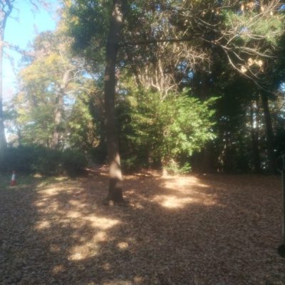 遊びの森(やまと冒険の森)に行きました