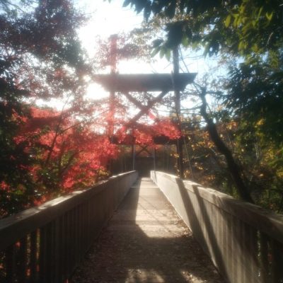 泉の森(しらかしの広場)に行きました