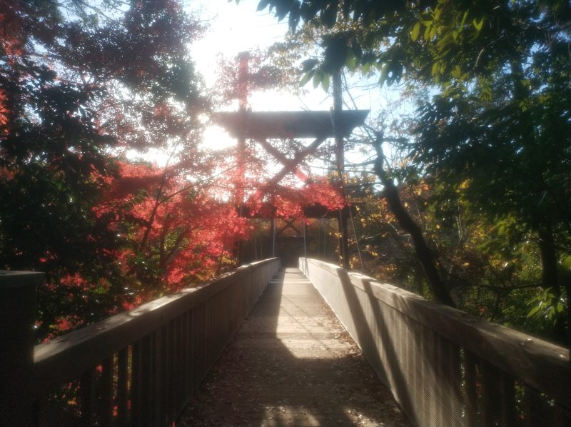 泉の森(しらかしの広場)に行きました