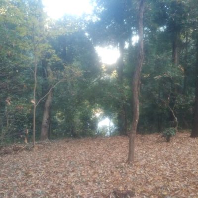 泉の森(森の原っぱ)に行きました