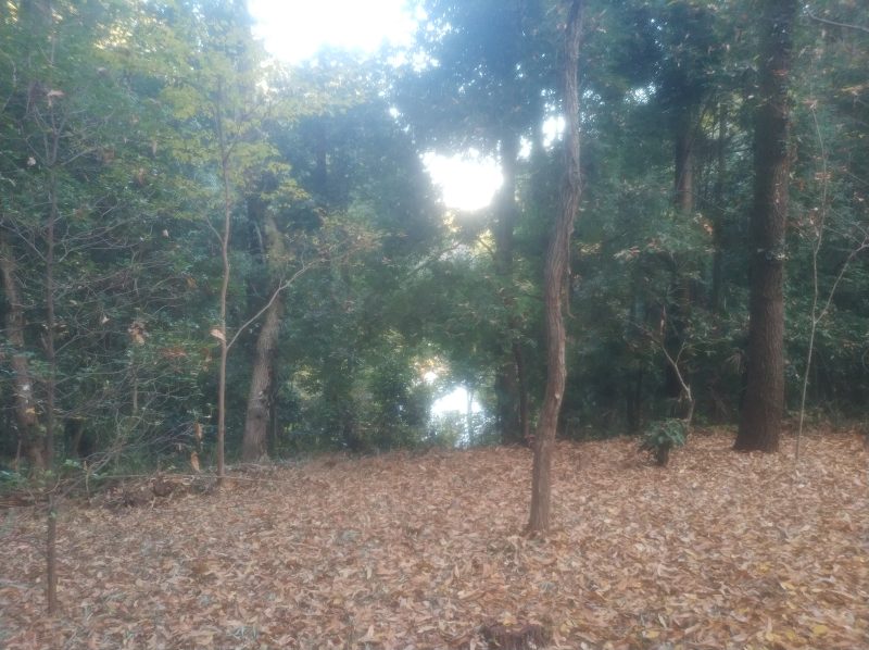 泉の森(森の原っぱ)に行きました