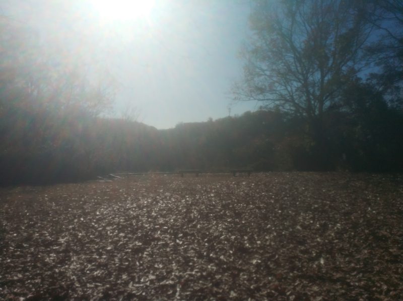舞岡公園(宮田保護区～中丸の丘)に行きました