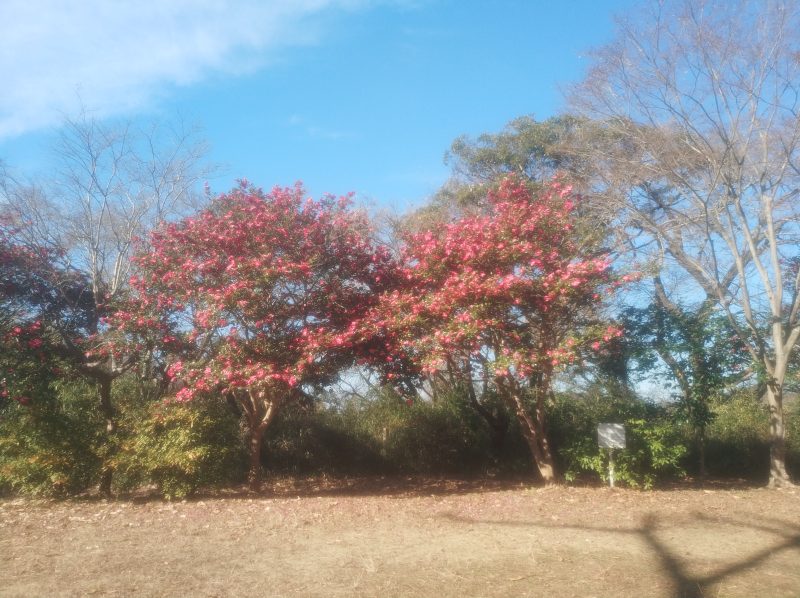 源氏山公園に行きました。