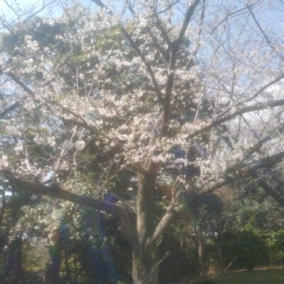 根岸森林公園、本牧山頂公園の桜2026