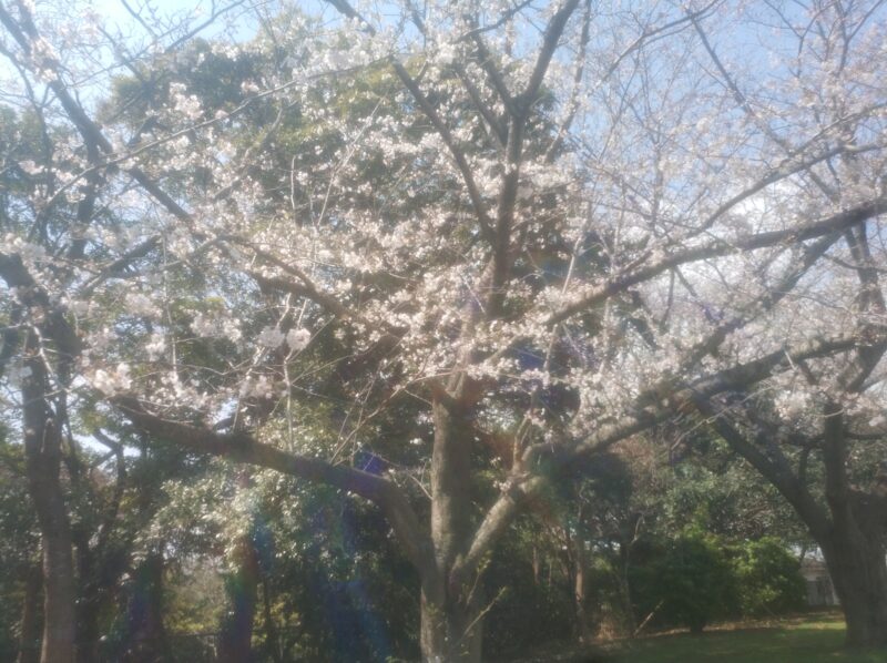 根岸森林公園、本牧山頂公園の桜2026